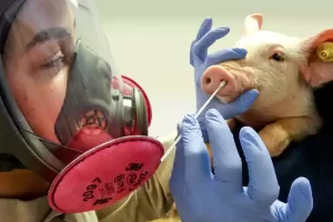 بیماری آنفولانزای خوکی